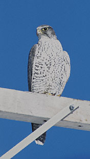 Gyrfalcon (Falco rusticolus) photo image