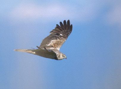 Eastern Marsh Harrier (Circus spilonotus) photo image