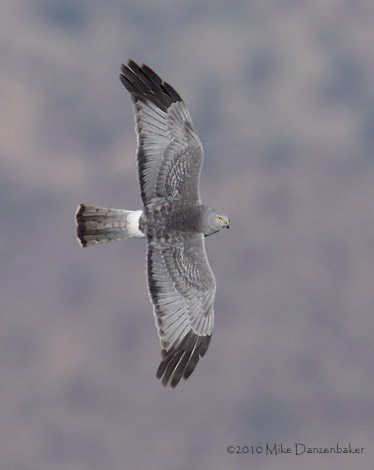 Cinereous Harrier (Circus cinereus) photo image