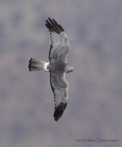 Cinereous Harrier (Circus cinereus) photo image