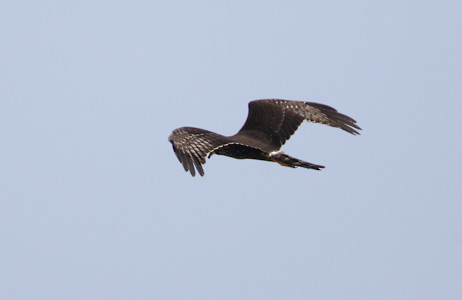 Long-winged Harrier (Circus buffoni) photo image