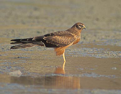 Montagu's Harrier (Circus pygargus) photo image