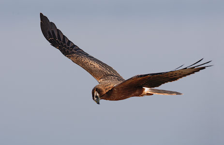 Montagu's Harrier (Circus pygargus) photo image