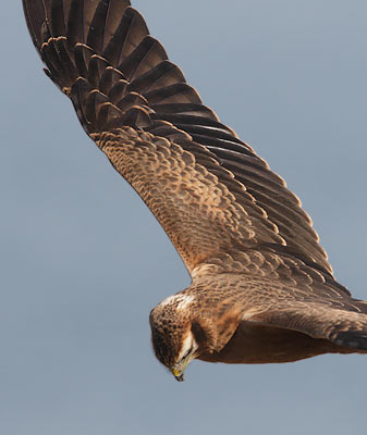Montagu's Harrier (Circus pygargus) photo image