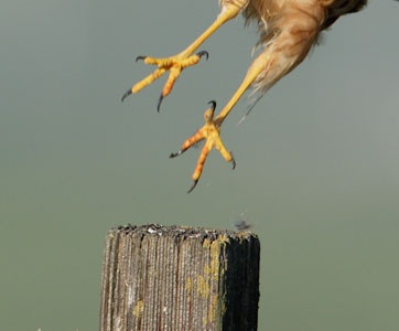 Northern Harrier (Circus cyaneus) photo