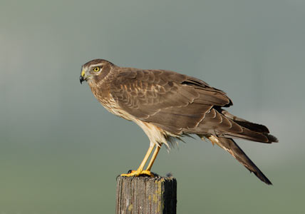 Northern Harrier (Circus cyaneus) photo