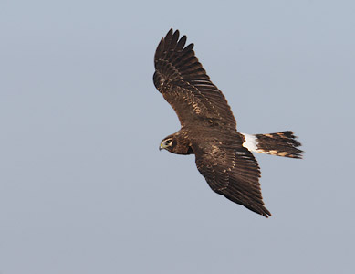 Northern Harrier (Circus cyaneus) photo
