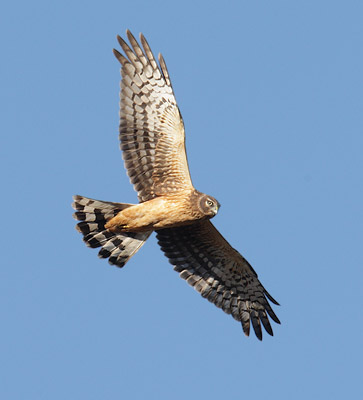 Northern Harrier (Circus cyaneus) photo