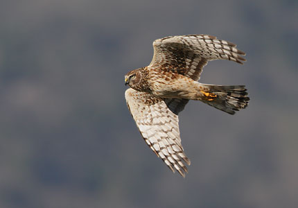 Northern Harrier (Circus cyaneus) photo