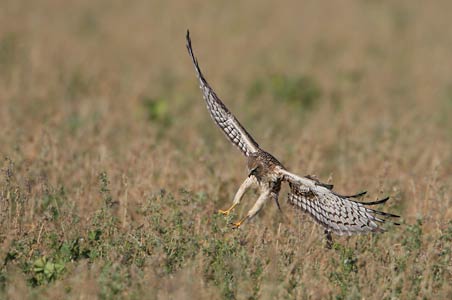 Northern Harrier (Circus cyaneus) photo