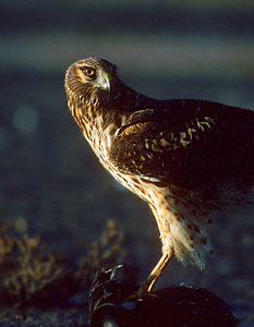 Northern Harrier (Circus cyaneus) photo