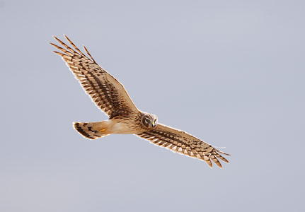 Northern Harrier (Circus cyaneus) photo