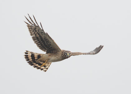 Northern Harrier (Circus cyaneus) photo