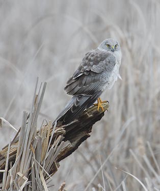 Northern Harrier (Circus cyaneus) photo