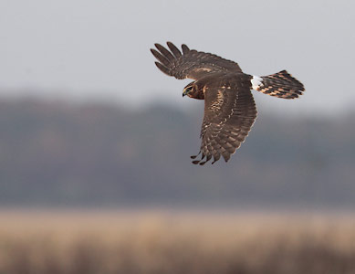 Northern (Hen) Harrier (Circus cyaneus) photo