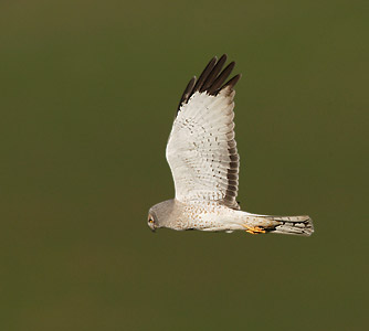 Northern (Hen) Harrier (Circus cyaneus) photo