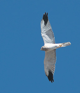 Pallid Harrier (Circus macrourus) photo image