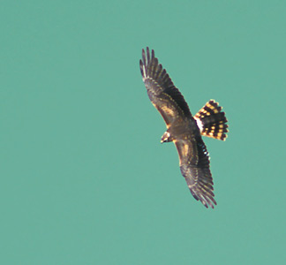 Pallid Harrier (Circus macrourus) photo image