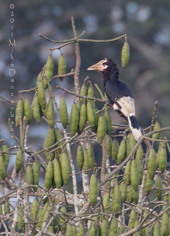 Brown-cheeked Hornbill (Bycanistes cylindricus) photo image