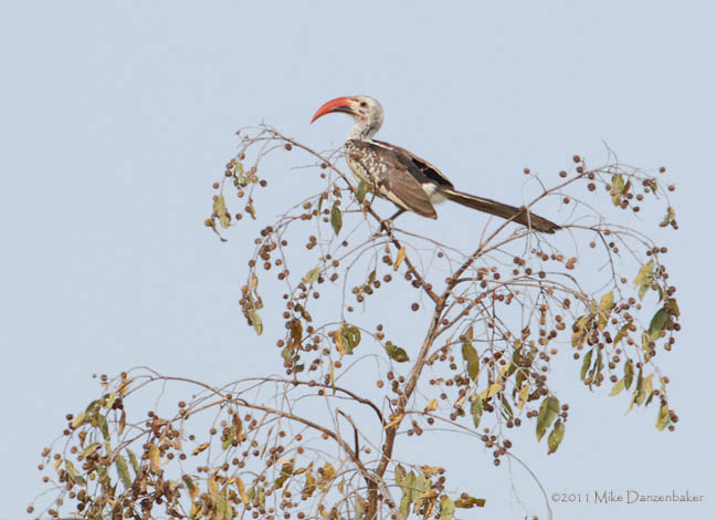 Northern Red-billed Hornbill (Tockus erythrorhynchus) photo image