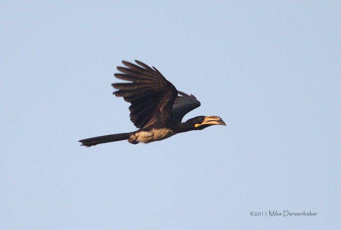 African Pied Hornbill (Tockus fasciatus) photo image