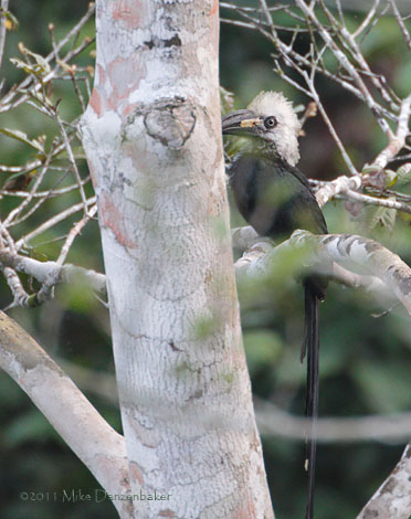 White-crested Hornbill (Tropicranus albocristatus) photo image
