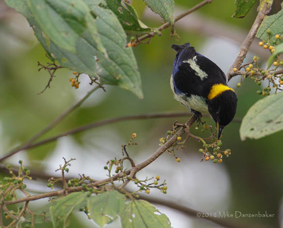 Golden-collared Honeycreeper (Iridophanes pulcherrimus) photo