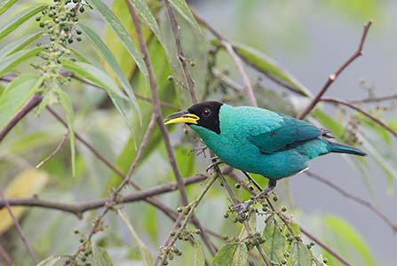 Green Honeycreeper (Chlorophanes spiza) photo image