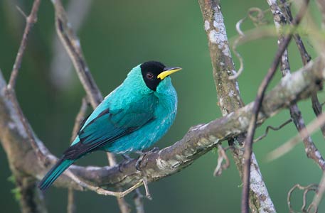 Green Honeycreeper (Chlorophanes spiza) photo image