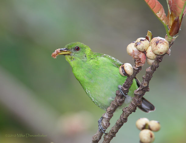 Green Honeycreeper (Chlorophanes spiza) photo