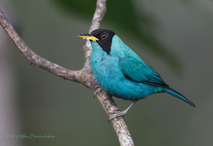Green Honeycreeper (Chlorophanes spiza) photo
