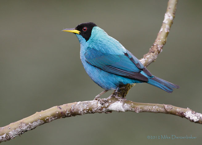 Green Honeycreeper (Chlorophanes spiza) photo