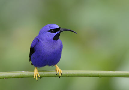 Purple Honeycreeper (Cyanerpes caeruleus) photo image