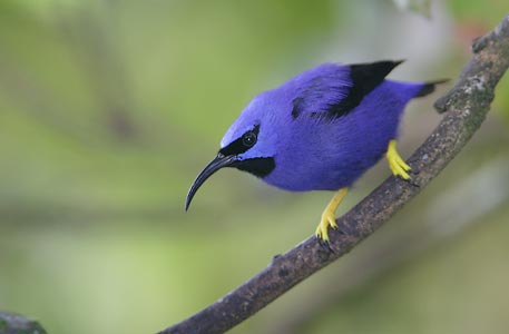 Purple Honeycreeper (Cyanerpes caeruleus) photo image