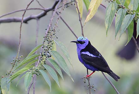 Red-legged Honeycreeper (Cyanerpes cyaneus) photo image