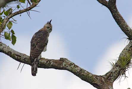 Ornate Hawk-Eagle (Spizaetus ornatus) photo image