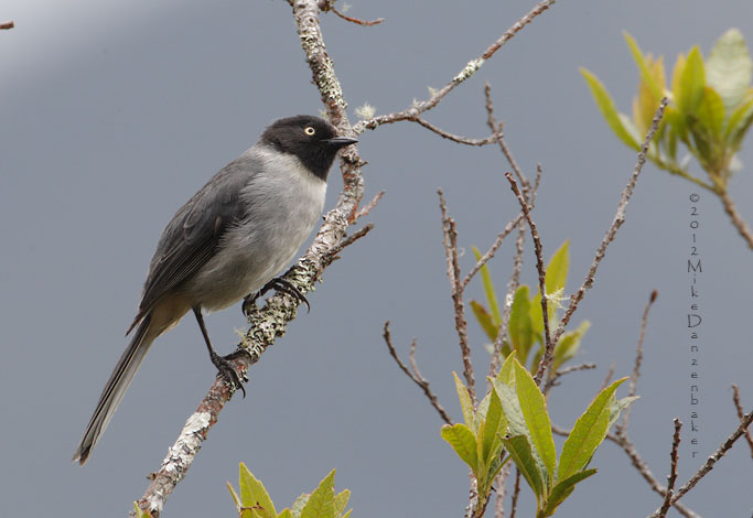 Black-headed Hemispingus (Hemispingus verticalis) photo