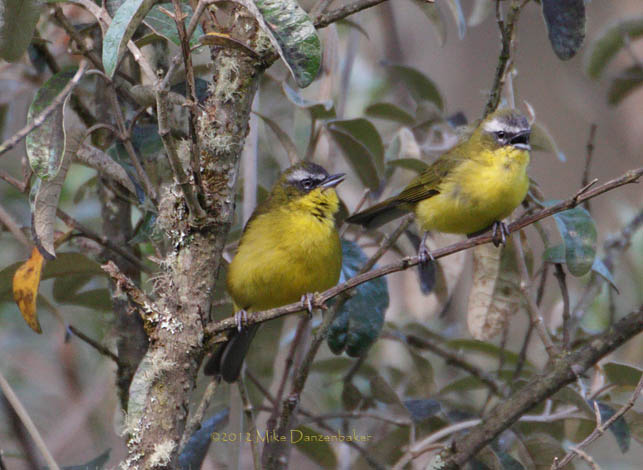 Superciliaried Hemispingus (Hemispingus superciliaris) photo