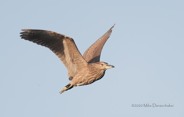 Black-crowned Night Heron (Nycticorax nycticorax) photo image