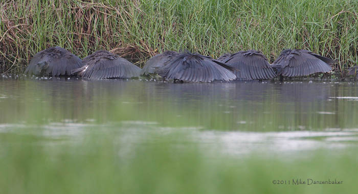 Black Heron (Egretta ardesiaca) photo image
