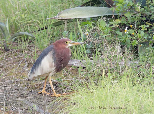 Chinese Pond Heron (Ardeola bacchus) photo image