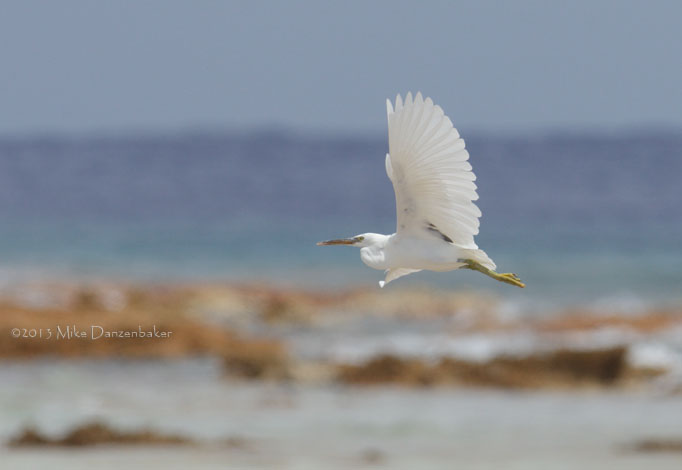 Pacific Reef Heron (Egretta sacra) photo image