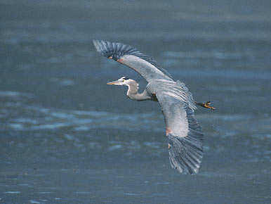 Great Blue Heron (Ardea herodias) photo image