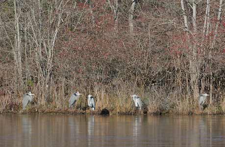 Great Blue Heron (Ardea herodias) photo image