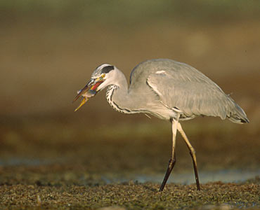 Grey Heron (Ardea cinerea) photo image