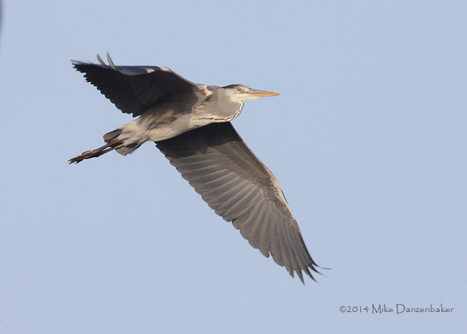 Grey Heron (Ardea cinerea) photo