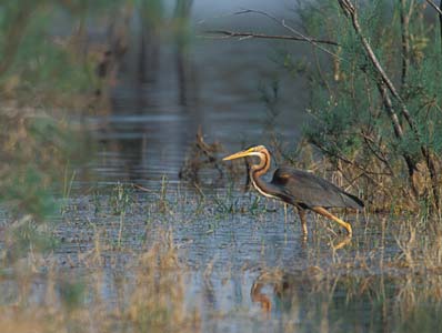 Purple Heron (Ardea purpurea) photo image