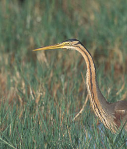 Purple Heron (Ardea purpurea) photo image