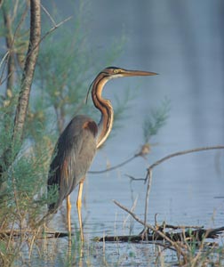 Purple Heron (Ardea purpurea) photo image