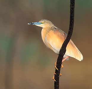 Squacco Heron (Ardeola ralloides) photo image